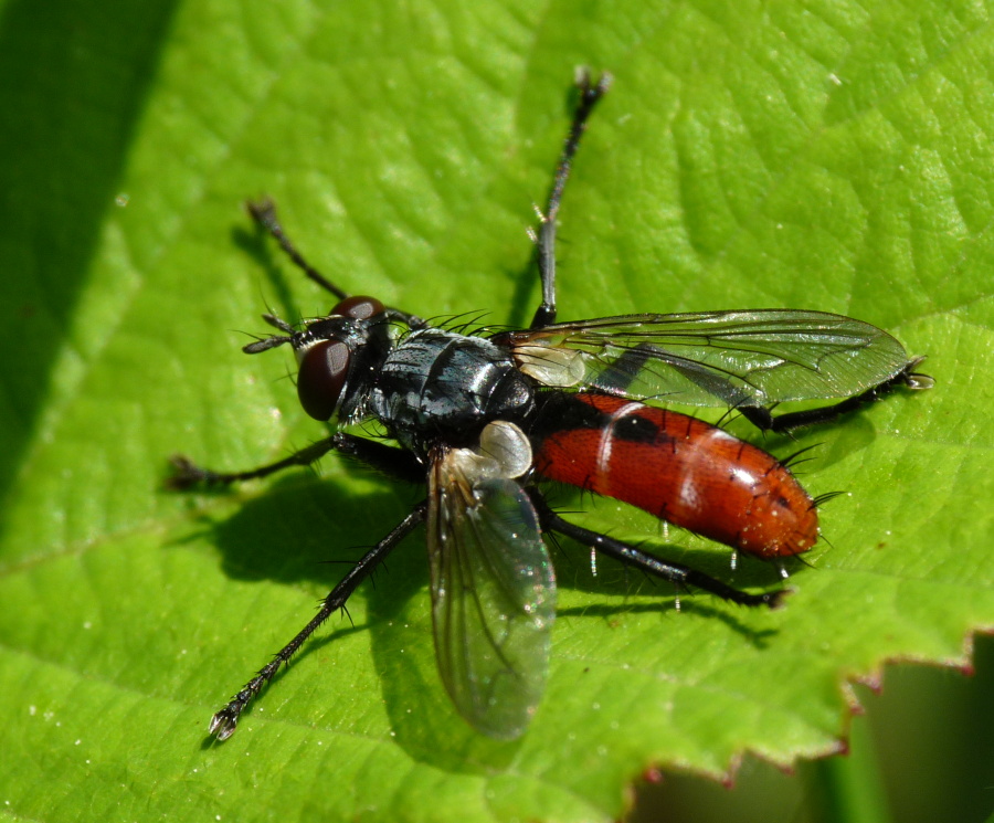 Cylindromyia bicolor